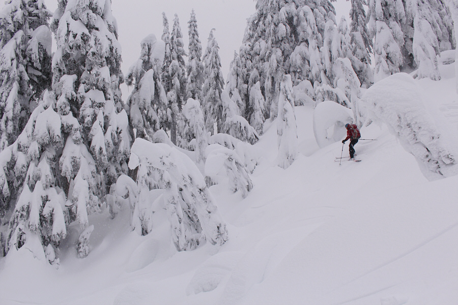 Actually, skiing in the trees might be easier than going down the cruddy snowshoers' trail.