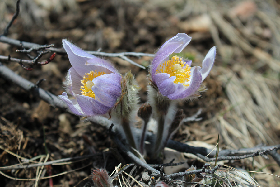 Also commonly known as prairie crocus even though it is not really a crocus...