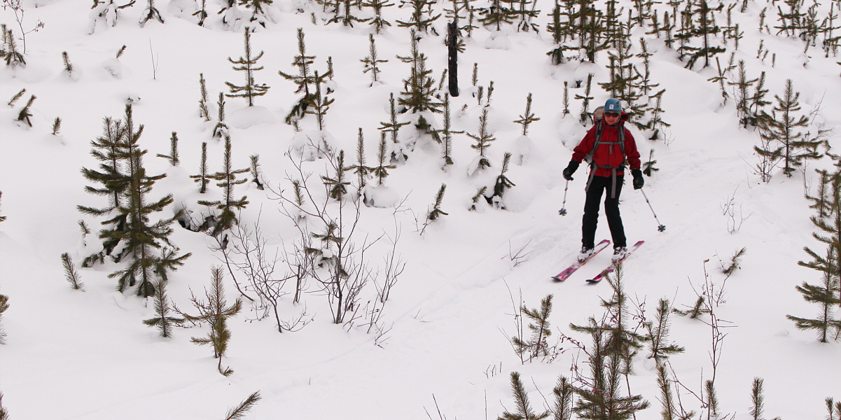 It's too bad the snow wasn't deeper and the trees shorter...