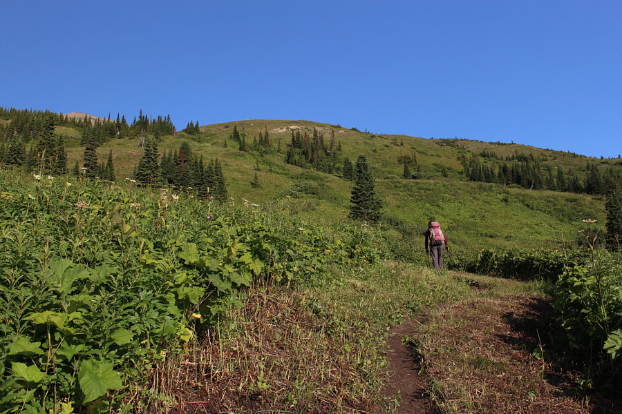 Actually, quite a few trails in Glacier National Park could use some weed-whacking!
