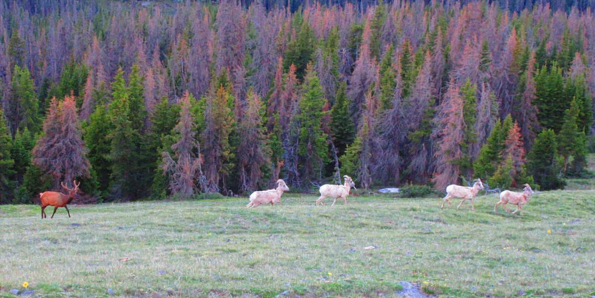 The perspective in this photo is a bit misleading as the elk is further down the slope from the sheep.