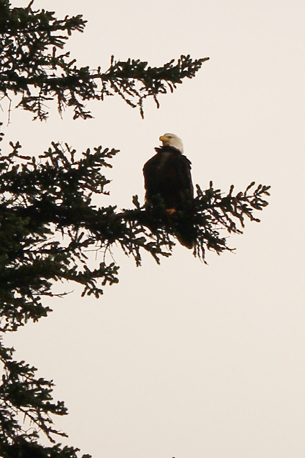 Seeing bald eagles is already kinda pass here!