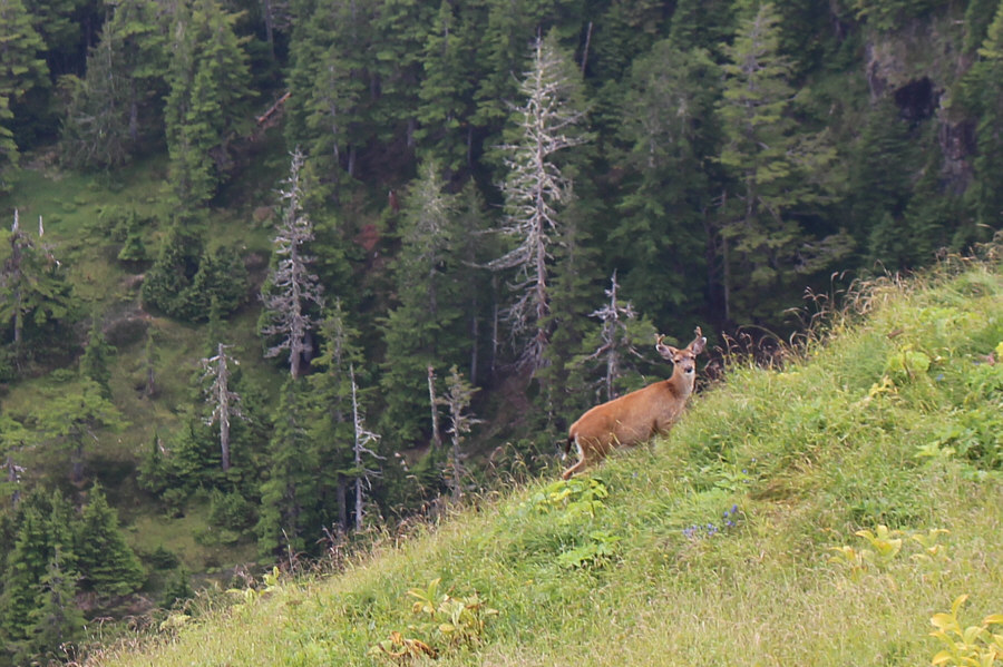 This deer stuck around while we had a snack on the summit.
