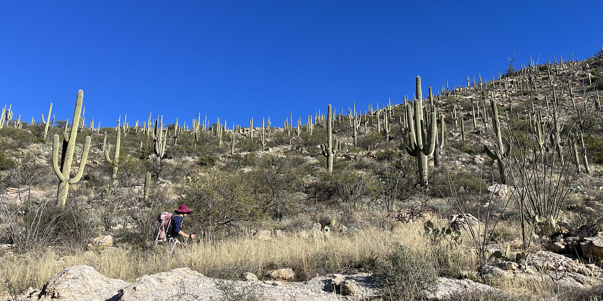 More saguaro cacti porn!