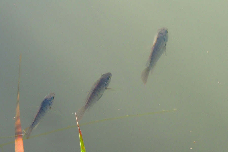 These ones were only slightly larger than minnows.