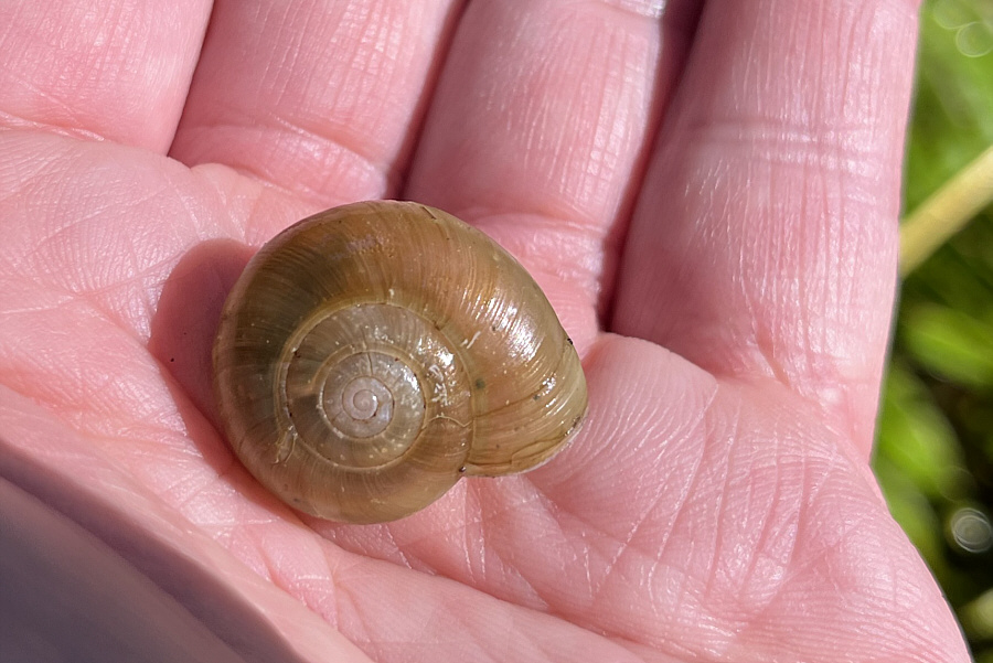 The shell coils to the right which is the most common form for snails.