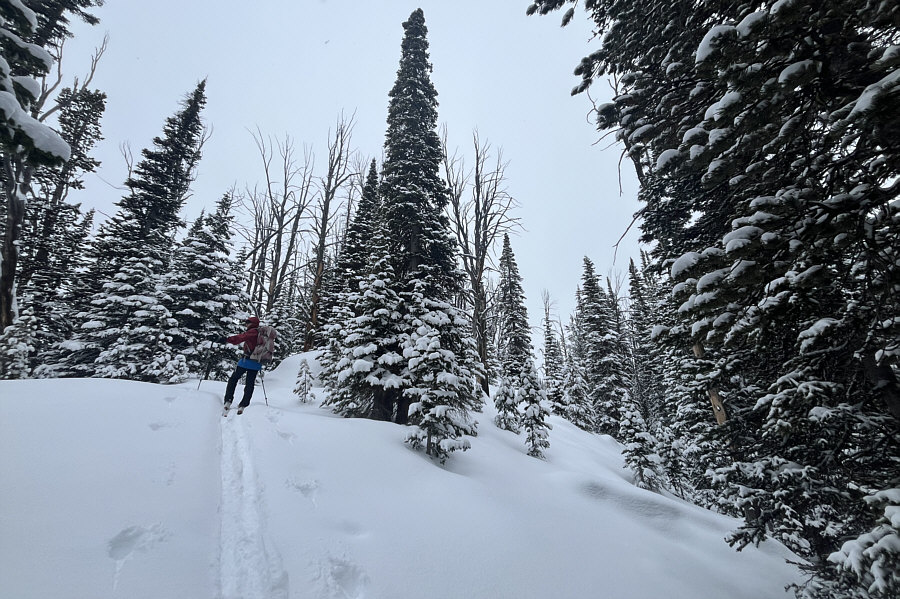 Not too steep, but the trees are tight!