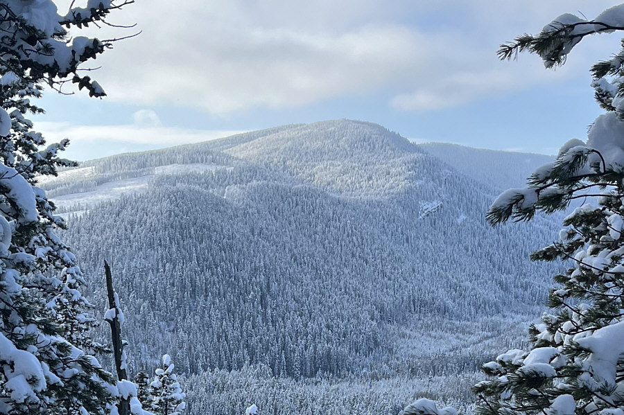 Looks rather nice with all the frosty trees!