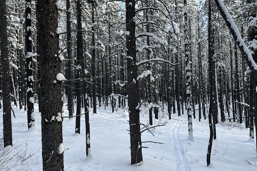 No views but very pretty here with all the snow on the trees!