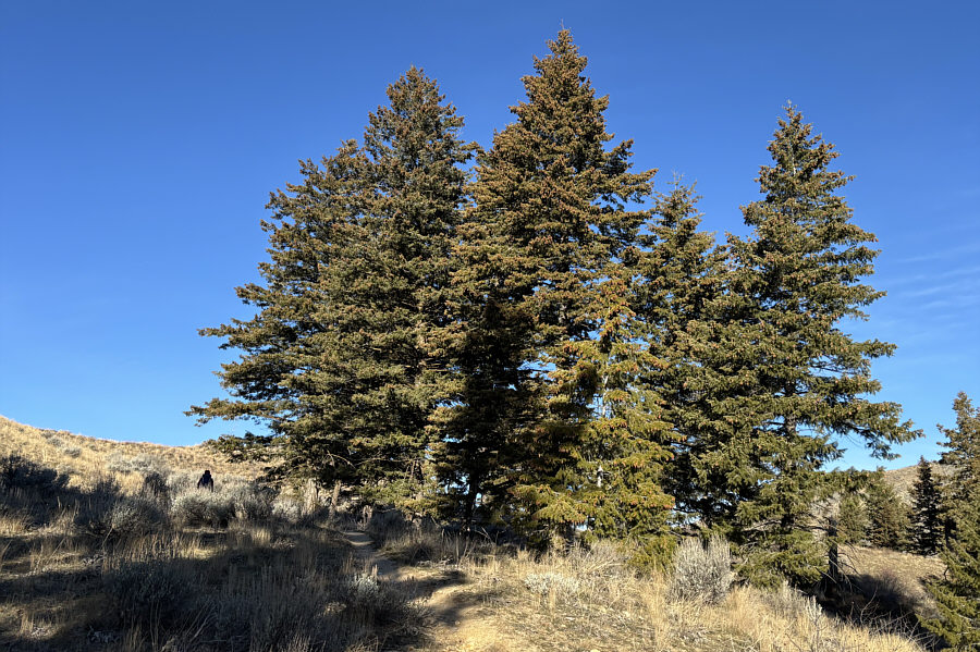 In summer, these would offer much-needed shade.